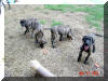 Great Dane Puppies , Great Danes for Sale , Great Dane Breeders